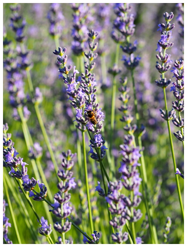 Campos de Lavanda