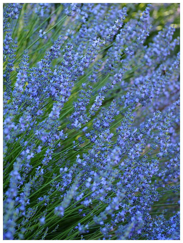 Campos de Lavanda