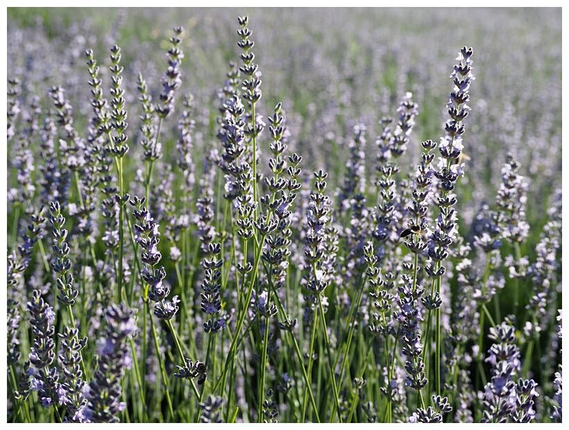 Campos de Lavanda