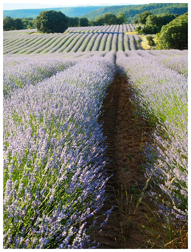 Campos de Lavanda