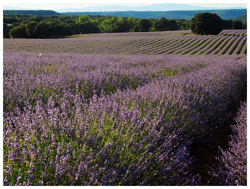 Campos de Lavanda