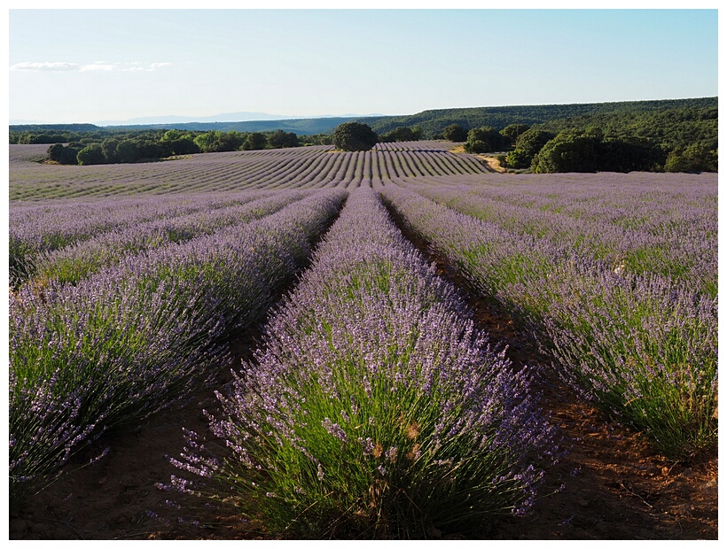 Campos de Lavanda