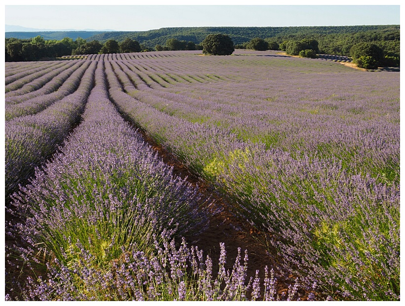 Campos de Lavanda