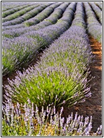 Campos de Lavanda