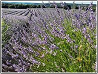 Campos de Lavanda