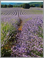 Campos de Lavanda