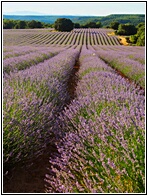 Campos de Lavanda