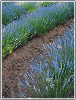 Campos de Lavanda