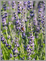 Campos de Lavanda