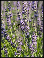 Campos de Lavanda