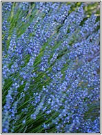 Campos de Lavanda