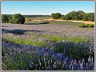 Campos de Lavanda