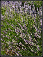 Campos de Lavanda