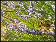 Campos de Lavanda