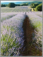 Campos de Lavanda