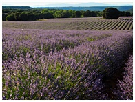 Campos de Lavanda