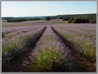 Campos de Lavanda