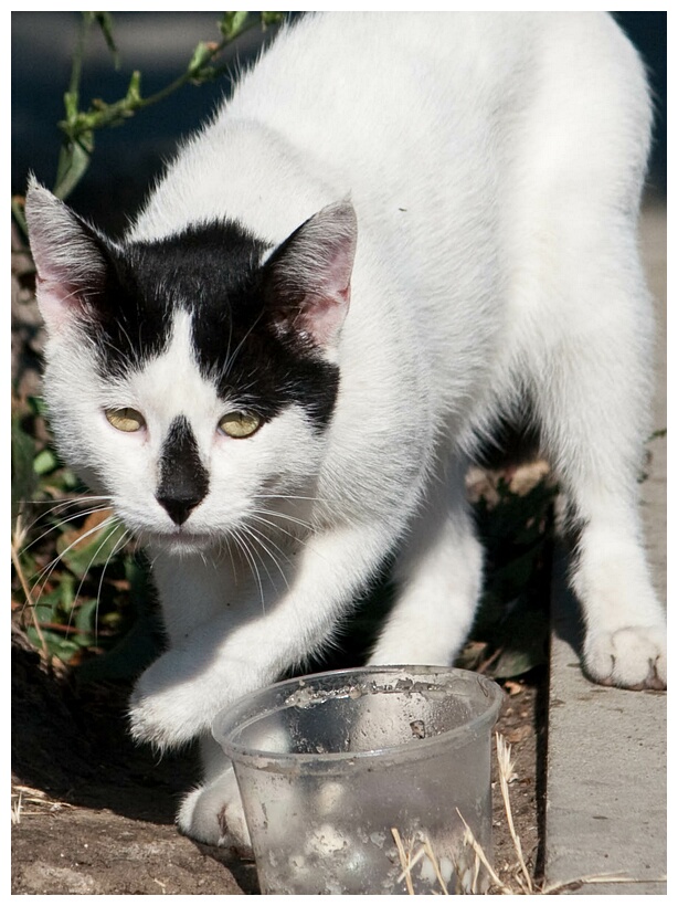 Bulgarian Cat