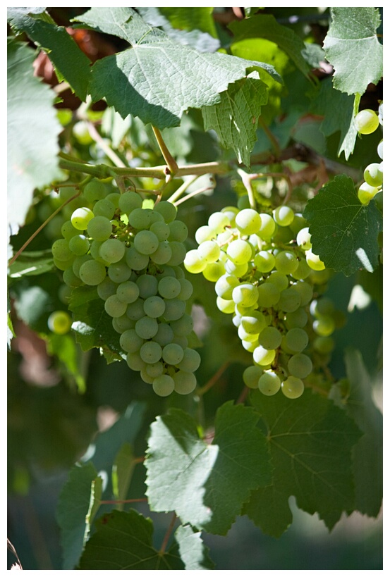 Bulgarian Grapes