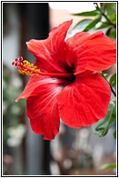 Red Hibiscus