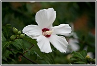 White Hibiscus