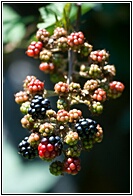 Coloured Fruits