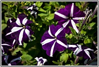 Petunias