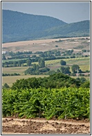 Bulgarian Vineyards