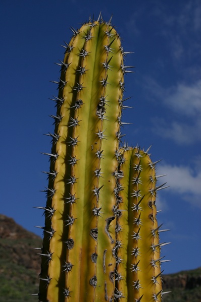 Cactus