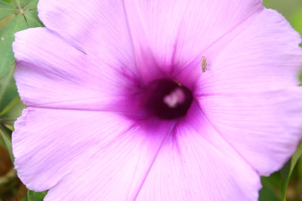 Mosquito with flower