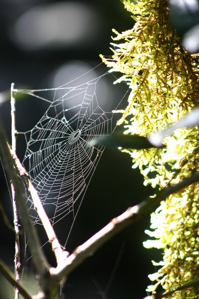 Web