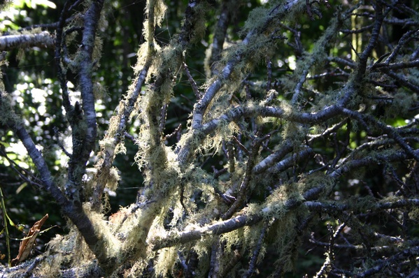 Garajonay National Park