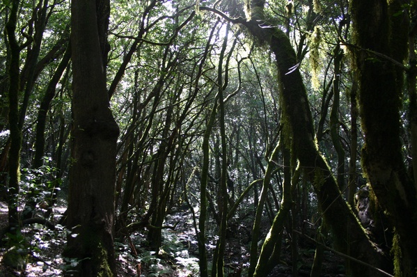 Garajonay National Park