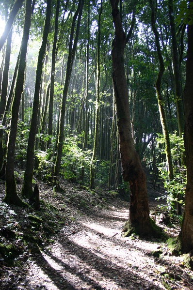 Garajonay National Park