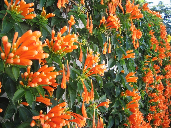 Canary flowers