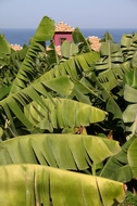 Banana trees