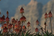 Aloe flowers