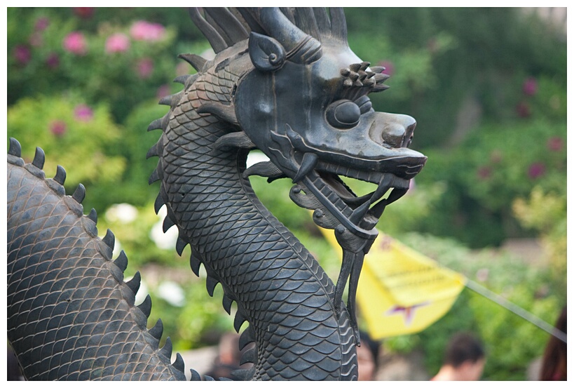 Bronze Dragon