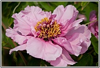 Imperial Peony