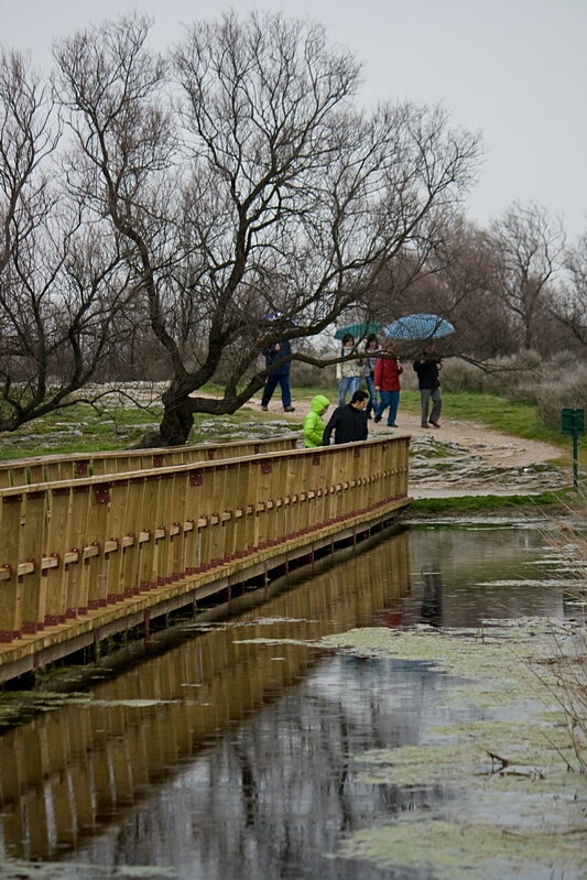 Pasarelas de Daimiel