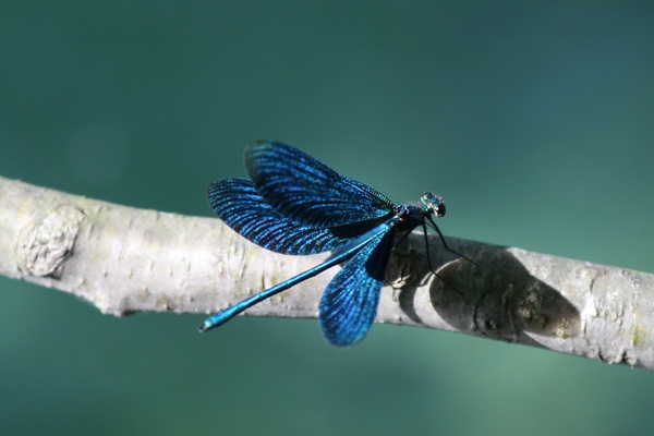 Liblula Azul