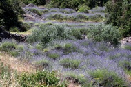 Campos de Lavanda