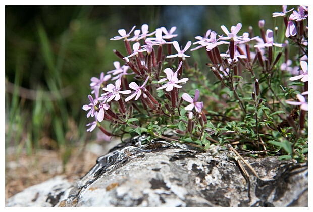 Flores Silvestres