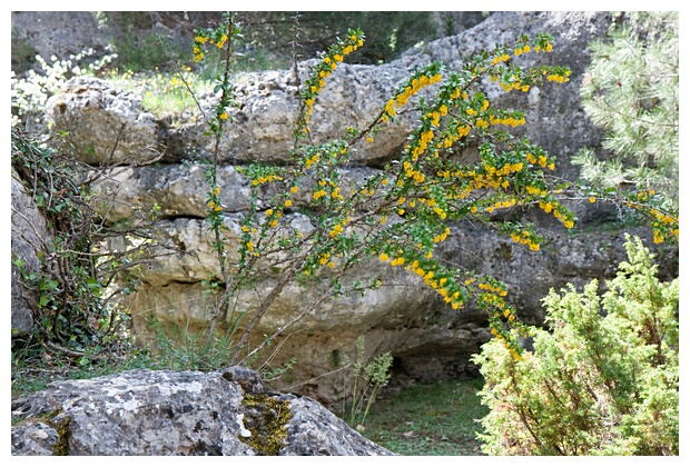 Flora de la Ciudad Encantada