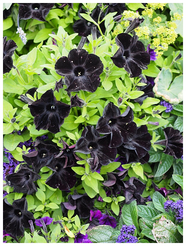 Black Petunias