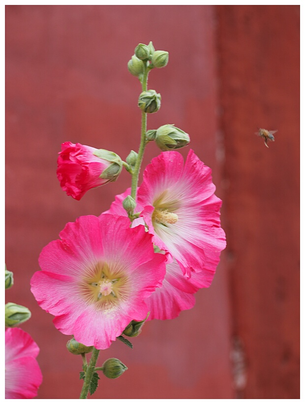 Hollyhocks