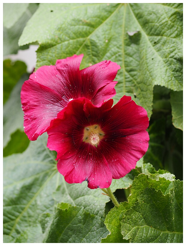 Hollyhocks