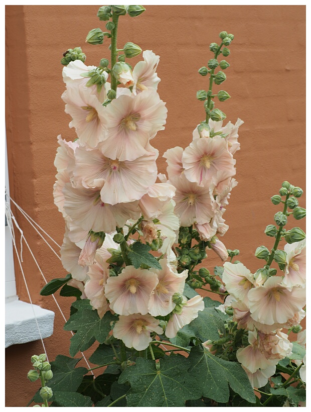 Hollyhocks