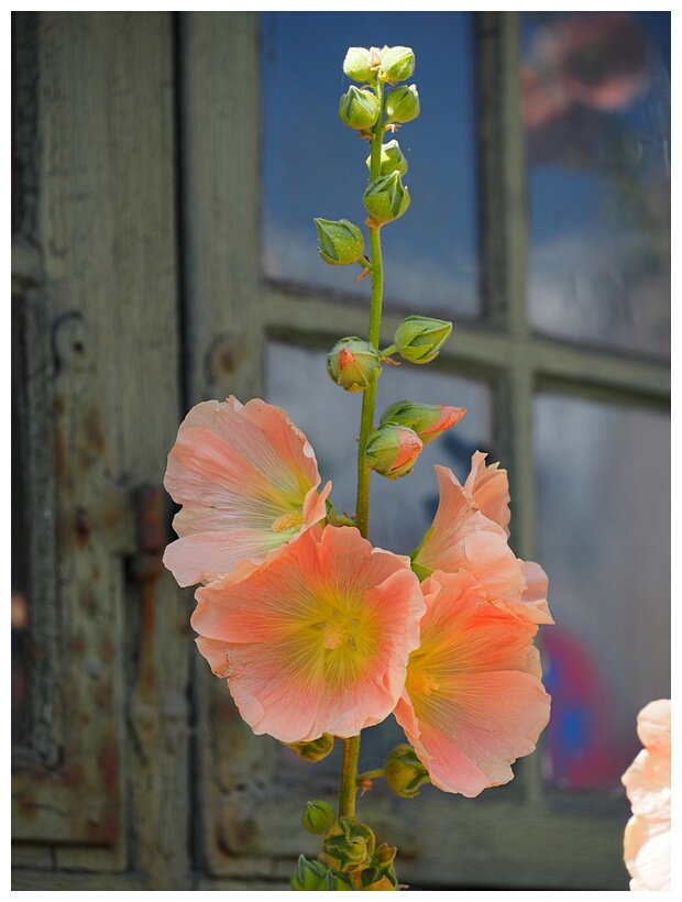 Hollyhocks