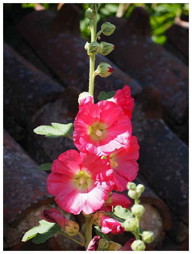 Hollyhocks